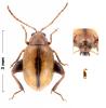 Longitarsus tabidus